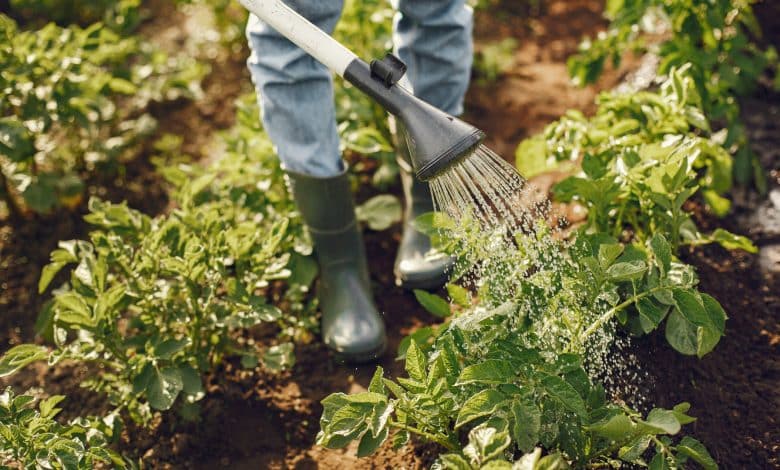 Aménager un potager productif toute l’année