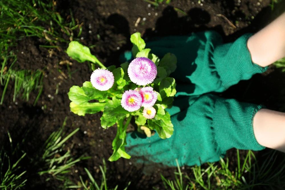 Comment adapter la plantation selon le type de vivace