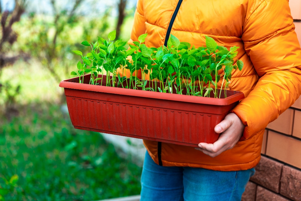 Optimiser son potager productif toute l’année grâce aux cycles de culture