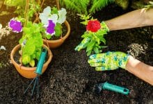 Quand planter des fleurs vivaces pour un jardin florissant