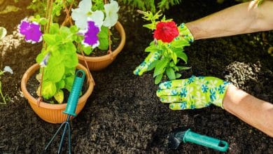 Quand planter des fleurs vivaces pour un jardin florissant