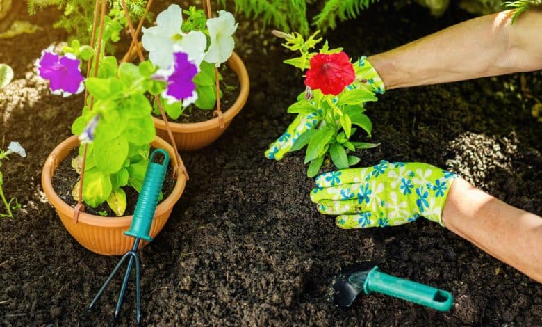 Quand planter des fleurs vivaces pour un jardin florissant