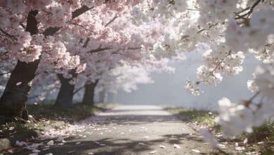 allee de cerisiers en fleurs bordant un chemin
