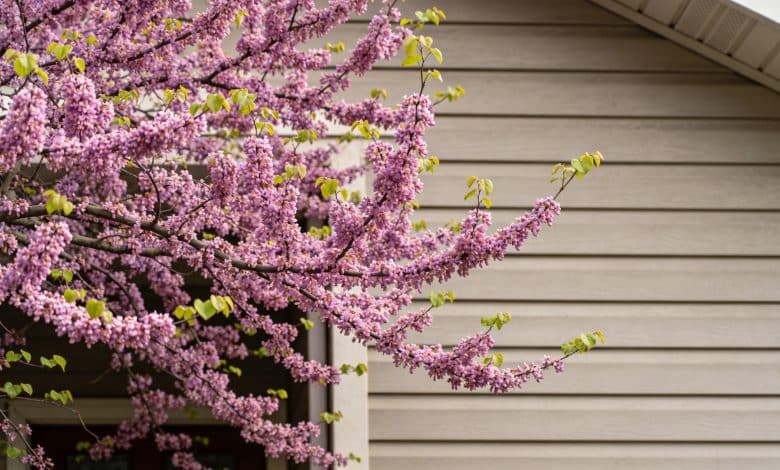 gros arbre de judee fleuri branches proches facade maison