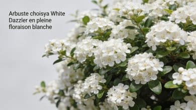 Arbuste choisya White Dazzler en pleine floraison blanche