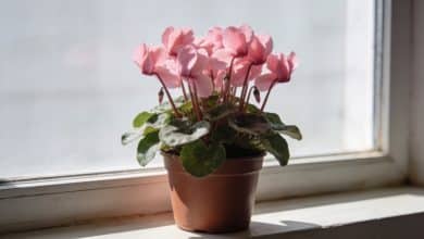 Pot de cyclamens roses sur rebord de fenetre