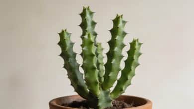 Plante euphorbia trigona verte en pot interieur