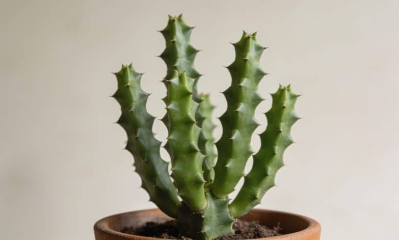 Plante euphorbia trigona verte en pot interieur