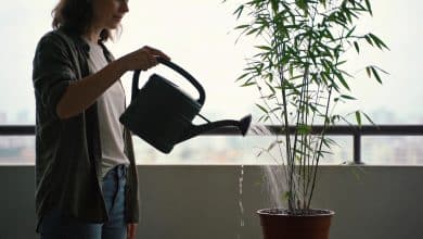 Femme arrosant bambou en pot sur balcon