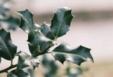 Feuillage persistant d arbuste ilex ternata en gros plan