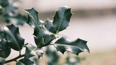 Feuillage persistant d arbuste ilex ternata en gros plan