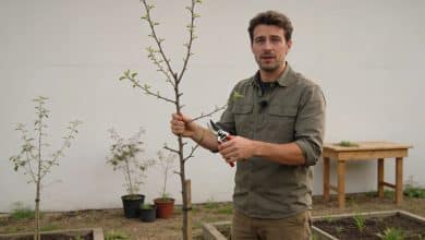 Formateur montre techniques de taille dans petit jardin