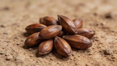 Tas de graines de palmier brunes sur sol