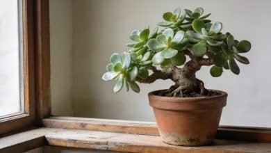 Gros bonsai jade en pot sur rebord de fenetre