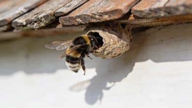 Gros bourdon entre dans un nid sous toiture