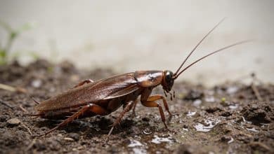 Gros cafard brun sur sol de jardin humide