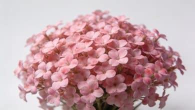 Gros plan bouquet serré de petites fleurs roses