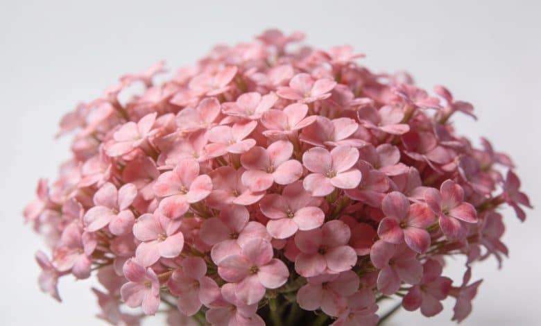 Gros plan bouquet serré de petites fleurs roses