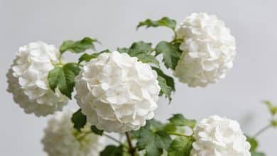 Gros plan hortensia blanc fleurs rondes feuillage vert