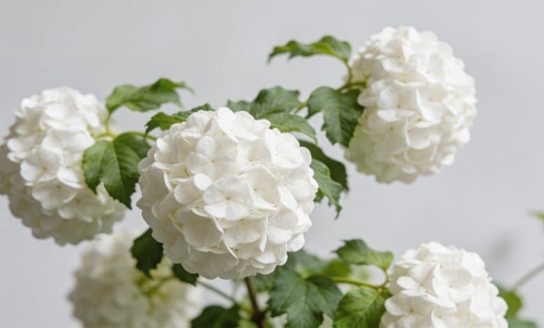 Gros plan hortensia blanc fleurs rondes feuillage vert