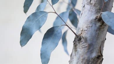 Gros plan tronc d eucalyptus avec feuilles bleutees