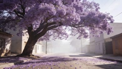 Grand arbre jacaranda violet dominant une rue ensoleillee