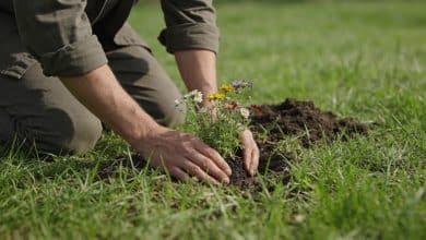 jardinier agenouille plante fleurs sauvages dans pelouse
