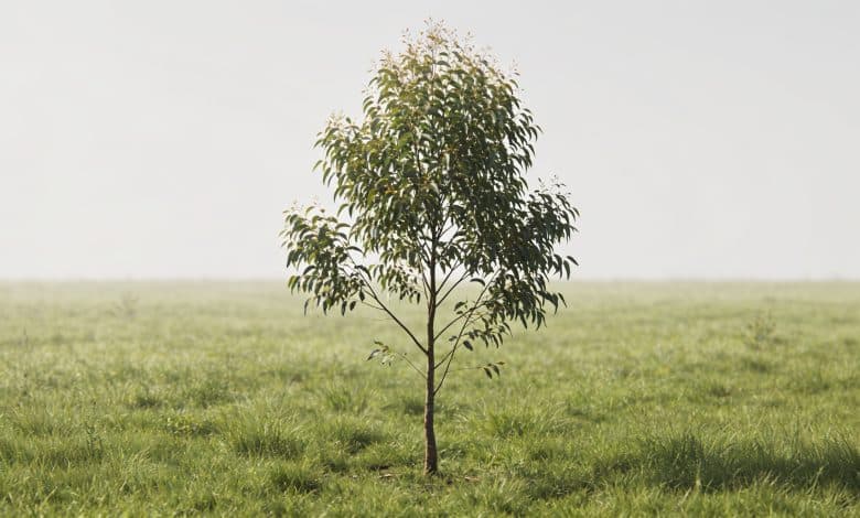 Jeune eucalyptus gunnii isole dans prairie verte