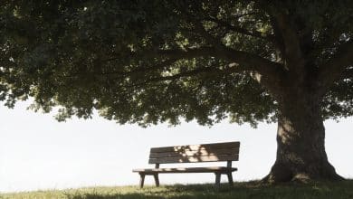 Large tree with wide flat crown shading bench