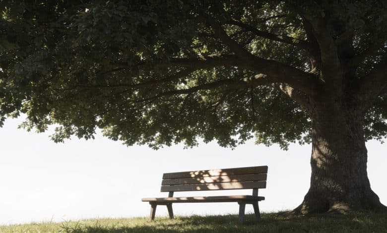 Large tree with wide flat crown shading bench