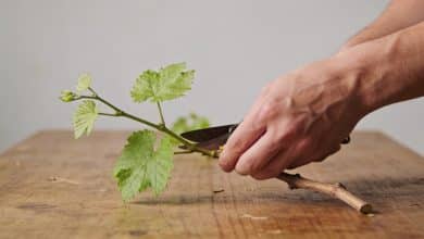 Mains coupant jeune rameau de vigne sur table