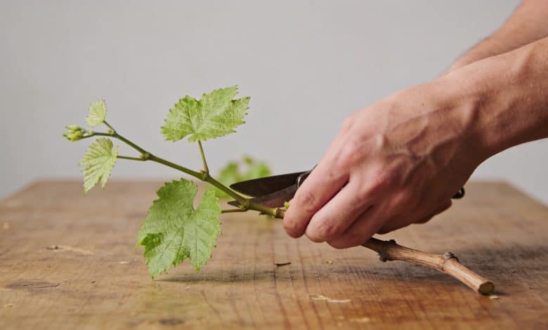 Mains coupant jeune rameau de vigne sur table
