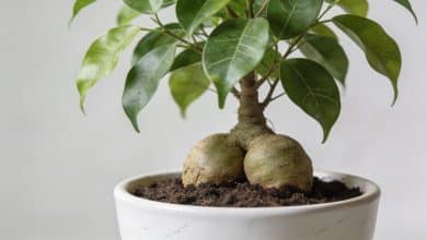 Petit ficus aux racines renflees dans pot blanc