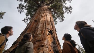 Touristes regardant un sequoia geant depuis sa base