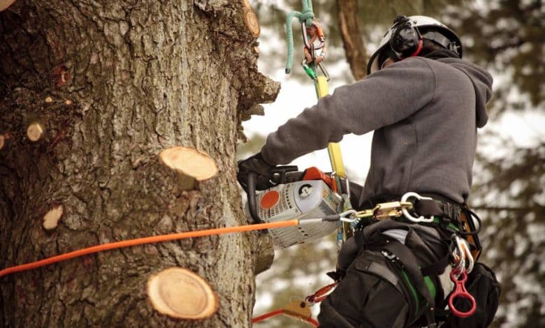 De la branche gênante à l'arbre sécurisé à Villefontaine