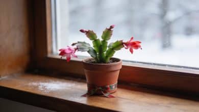 Pot de cactus de Noel sur rebord de fenetre