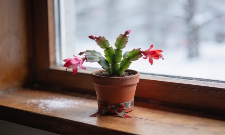 Pot de cactus de Noel sur rebord de fenetre