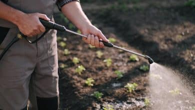 Main controle un pulverisateur sur jardin de mauvaises herbes