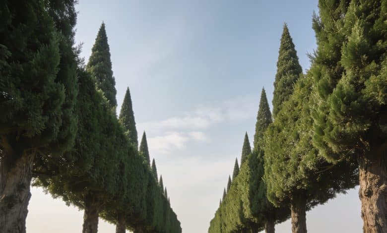 Rangee de cyprès verts formes coniques alignes en haie