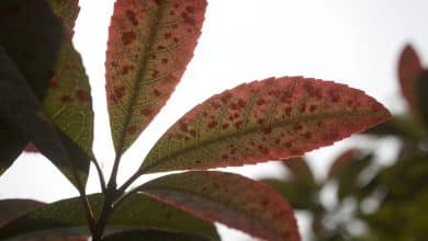 Feuilles de laurier rose tachees vues de pres