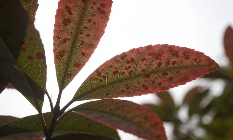 Feuilles de laurier rose tachees vues de pres