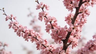 Gros plan branches arbre printemps couvertes fleurs roses