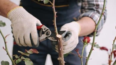 jardinier coupe branches de rosier avec sécateur