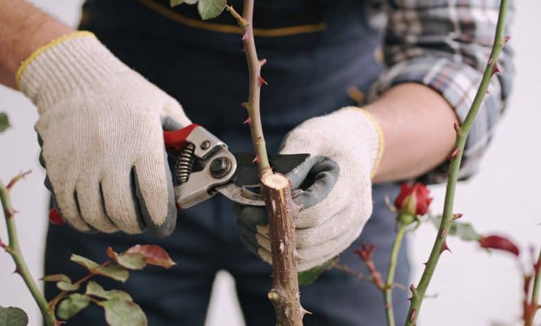 jardinier coupe branches de rosier avec sécateur