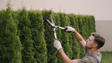 jardinier coupe une haie de thuya droite
