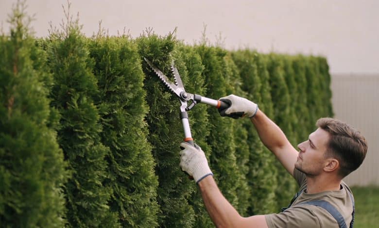 jardinier coupe une haie de thuya droite
