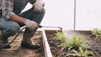 Jardinier accroupi pulvérisant herbicide sur mauvaises herbes