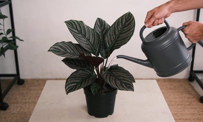 Mains arrosant un calathea en pot interieur