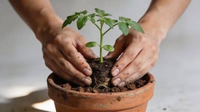 Mains plantant un jeune plant de tomate en pot