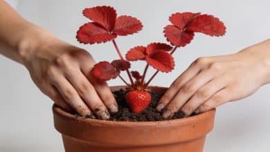 Mains plantant de jeunes fraisiers rouges dans pot en terre cuite